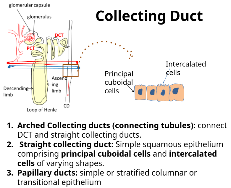 Collecting Tubules 3